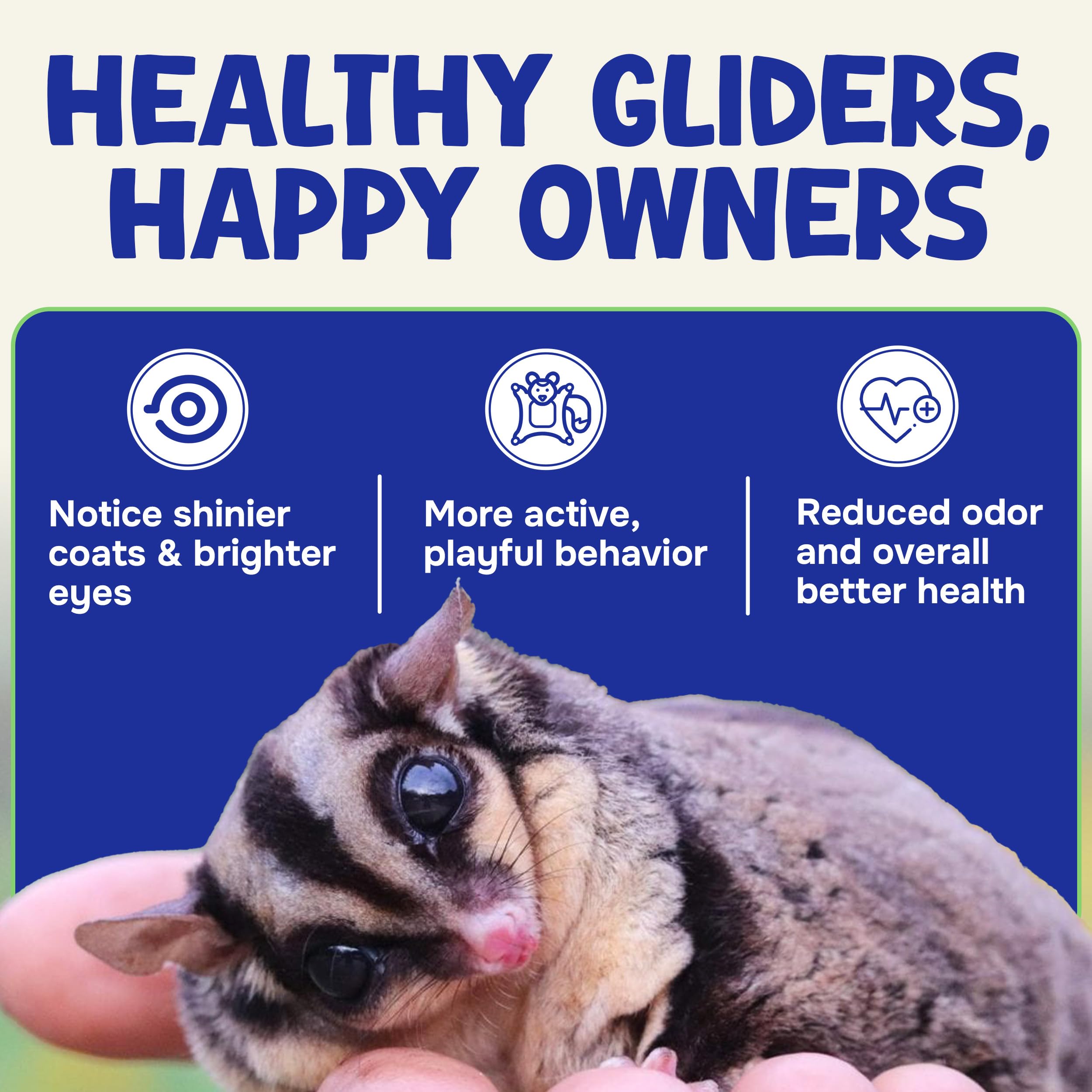 Suncoast Sugar Gliders glider meal time nocturnal scene suggests reliable feeding during active nights