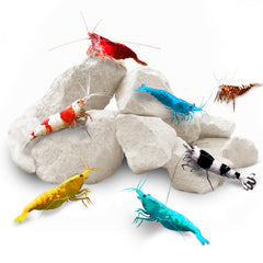 SunGrow Shrimp Rocks calcium stones in a bright freshwater aquarium.