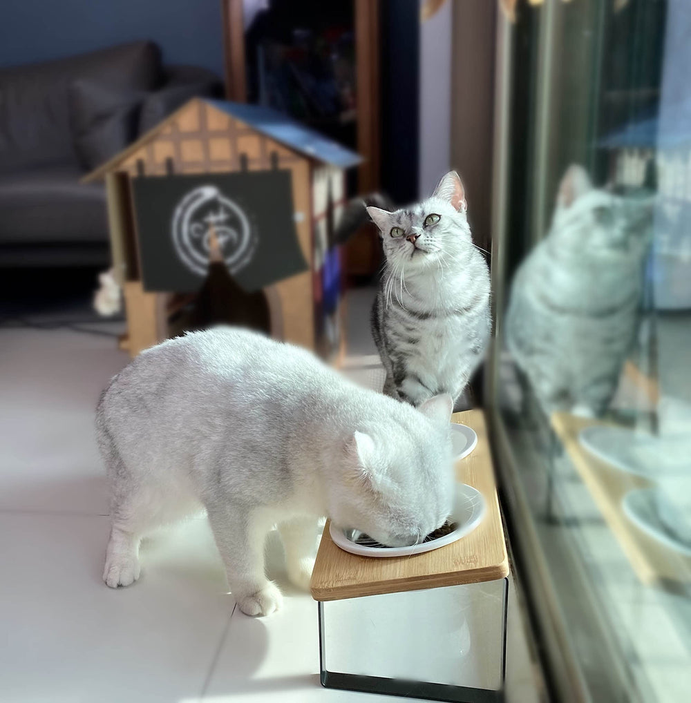 Sunhoo cats dining at an elevated feeding setup in a cozy home