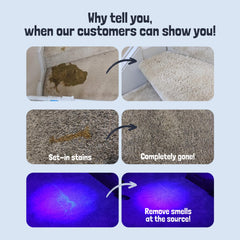 Sunny & Honey spray nozzle close-up shows fast-acting stain removal in living room