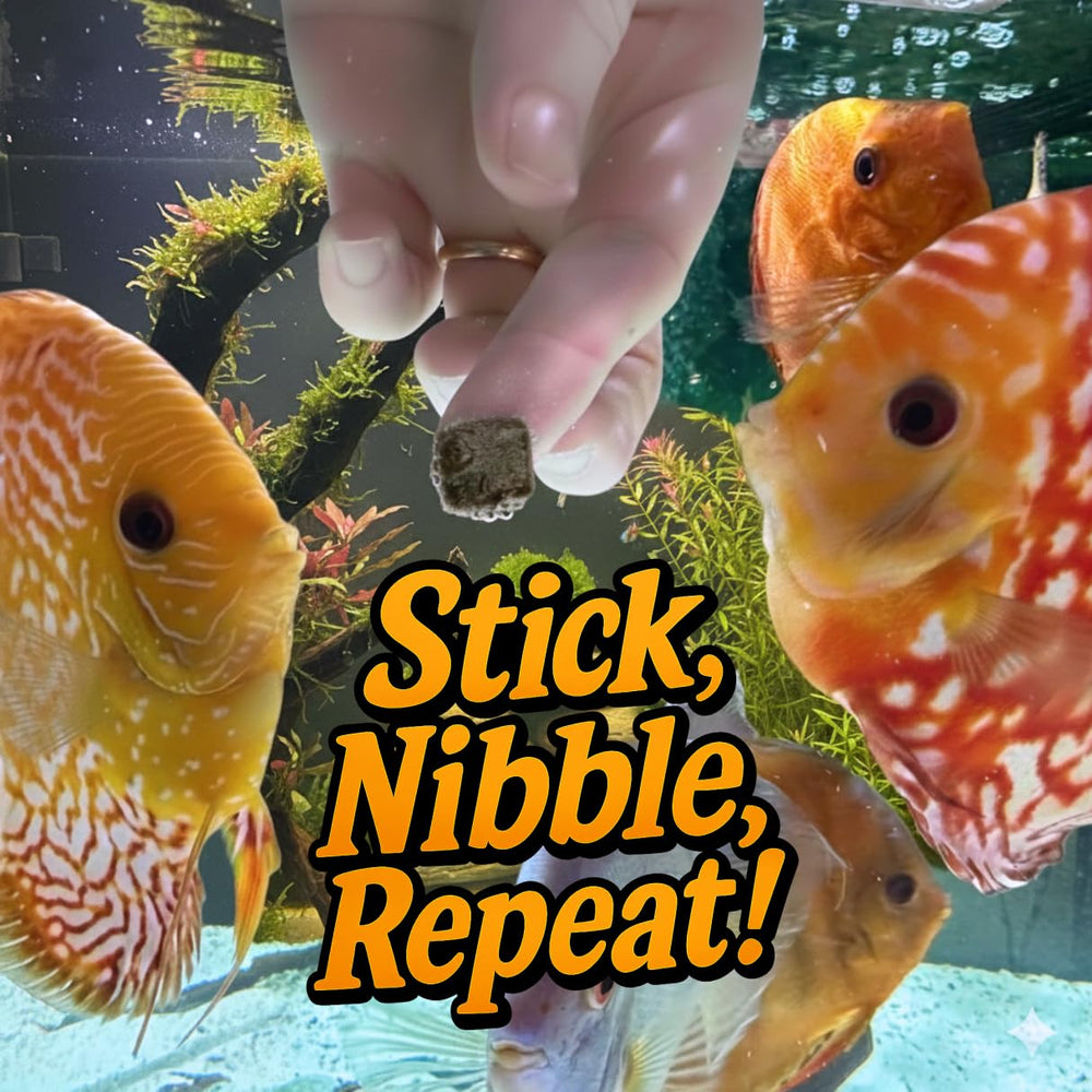 Super Cichlids blackworms cubes being fed to fish demonstrate mess-free, interactive feeding