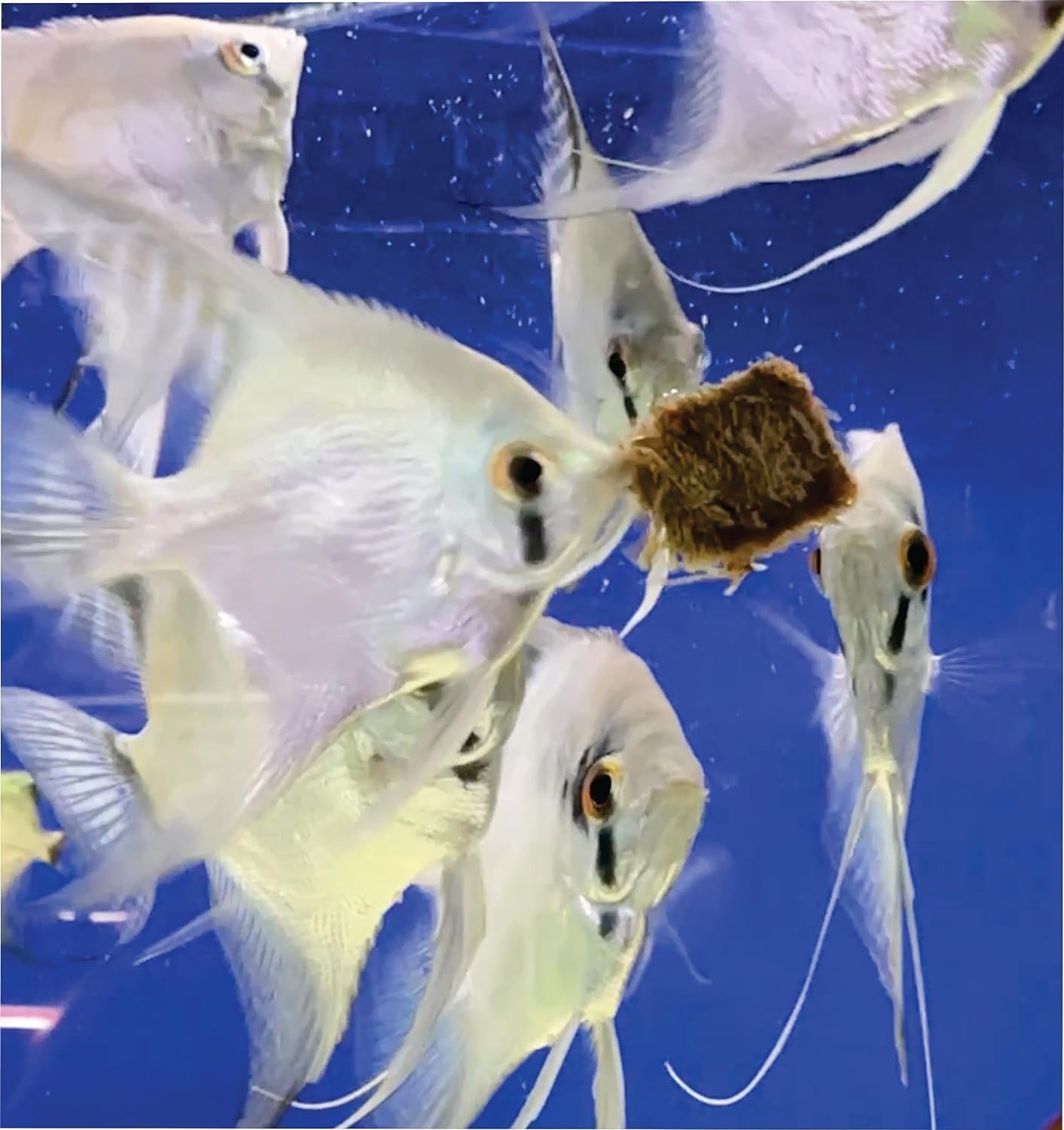 Super Cichlids color-enhancing worms reveal brighter fins and richer body colors