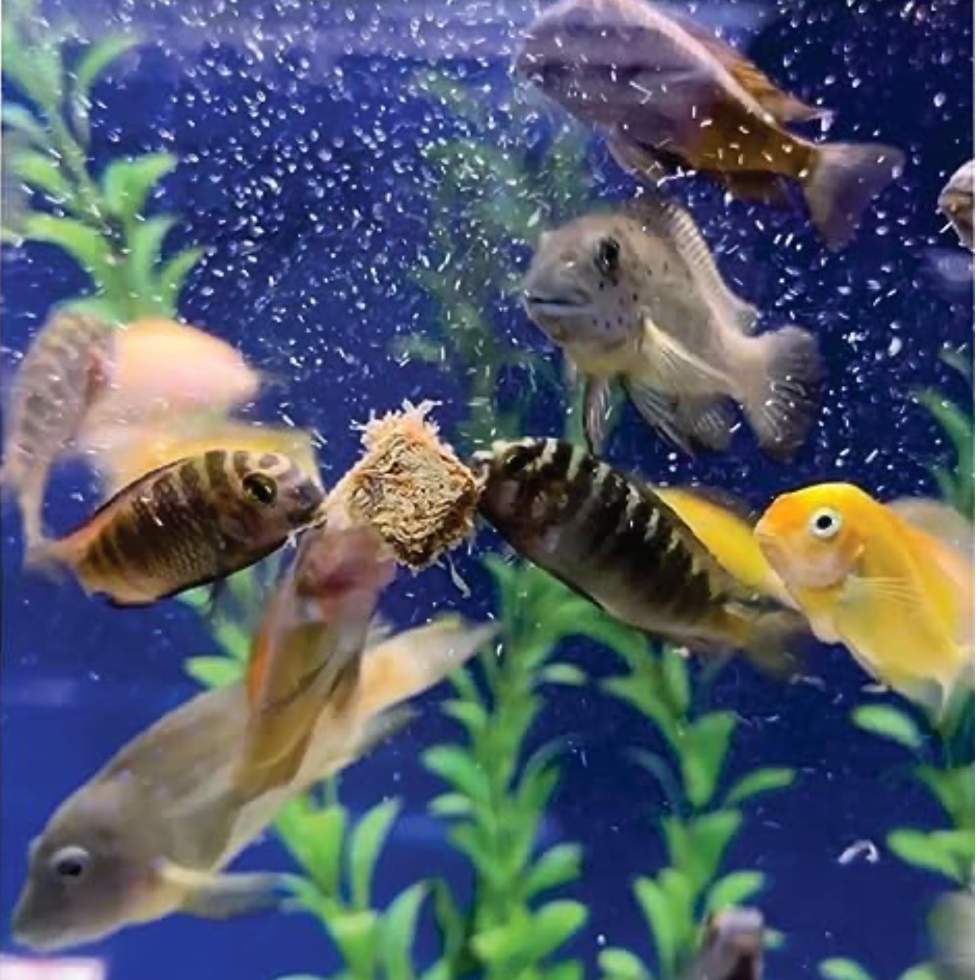 High-protein, nutrient-rich blackworms support lively tank activity with Super Cichlids.