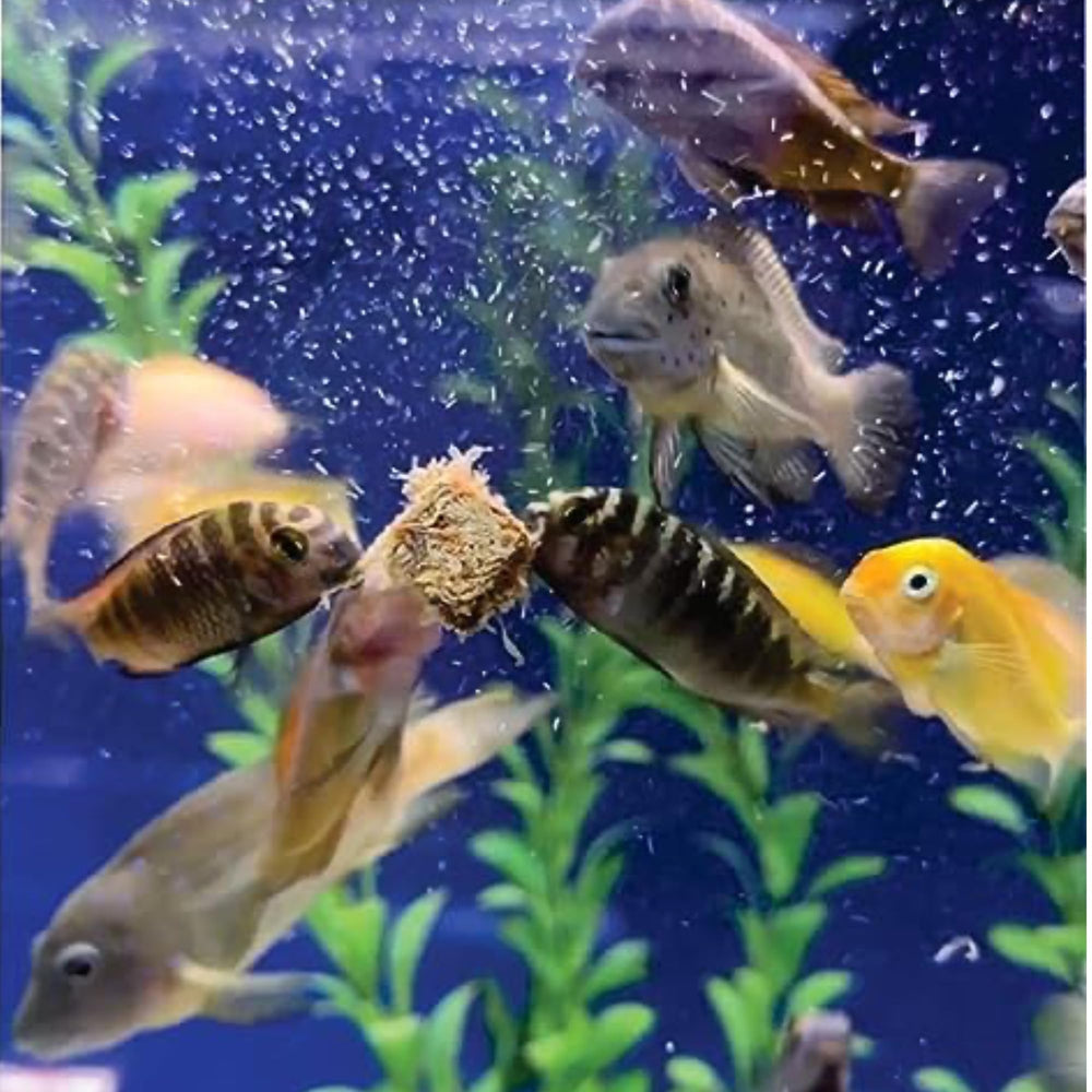 High-protein, nutrient-rich blackworms support lively tank activity with Super Cichlids.