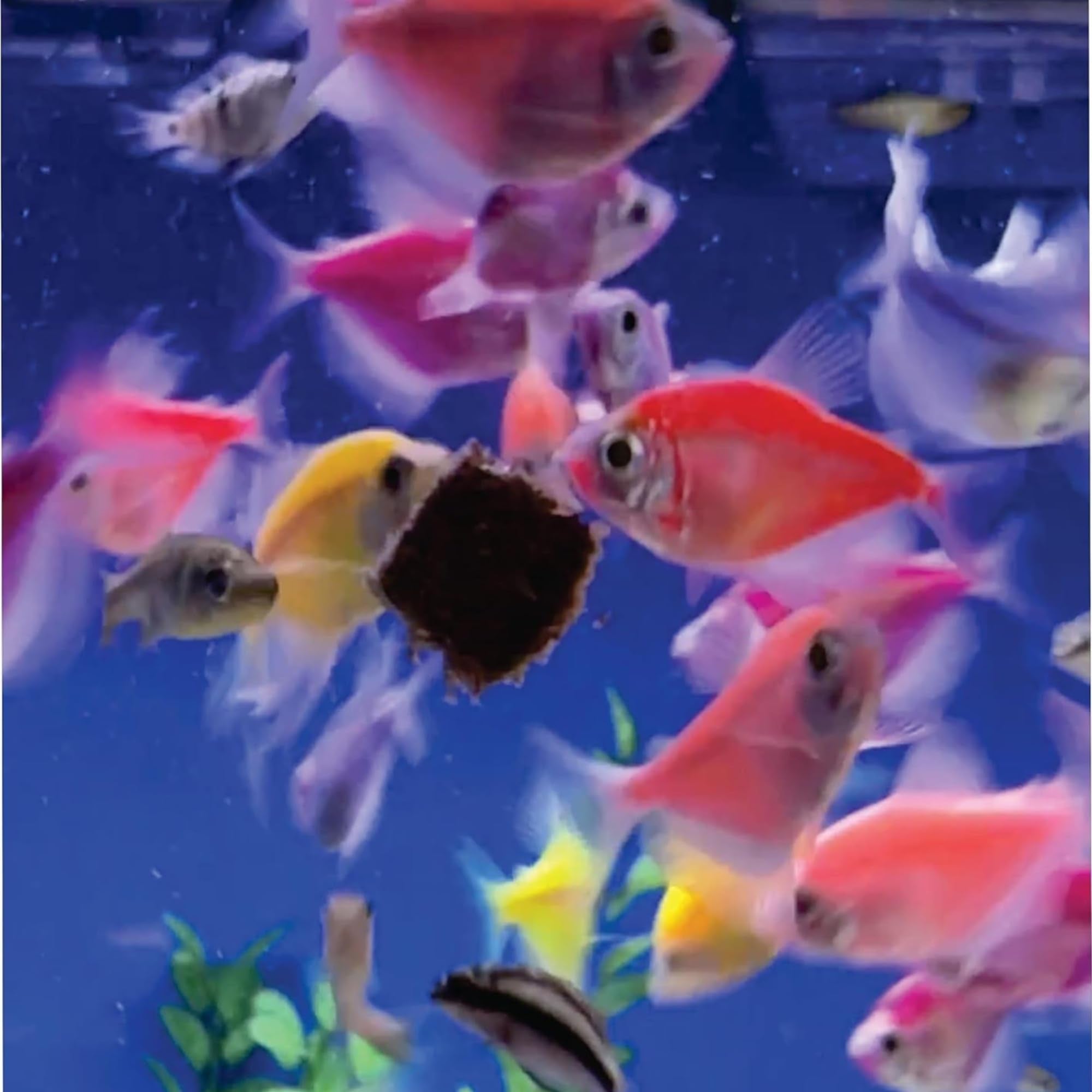 Super Cichlids no-mess cubes help keep aquarium water clean
