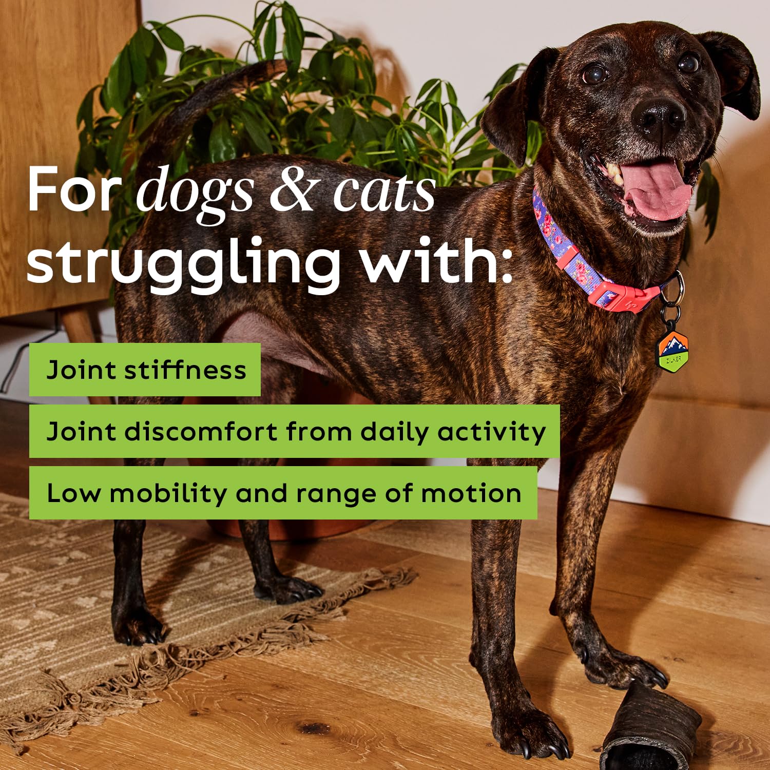 Super Snouts Joint Power cat chew; supports flexibility and daily comfort.