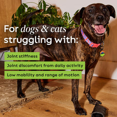 Super Snouts Joint Power cat chew; supports flexibility and daily comfort.