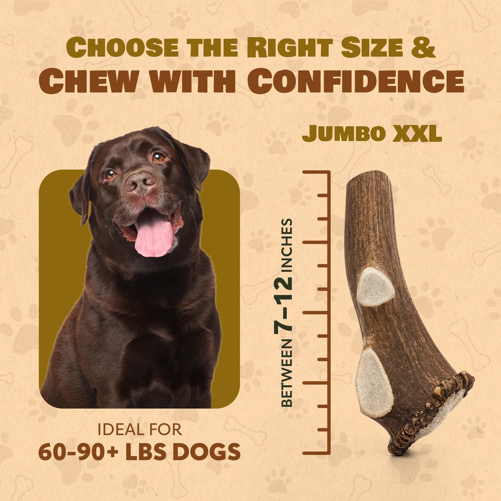 Dental-health supporting elk antler from Superior Antler