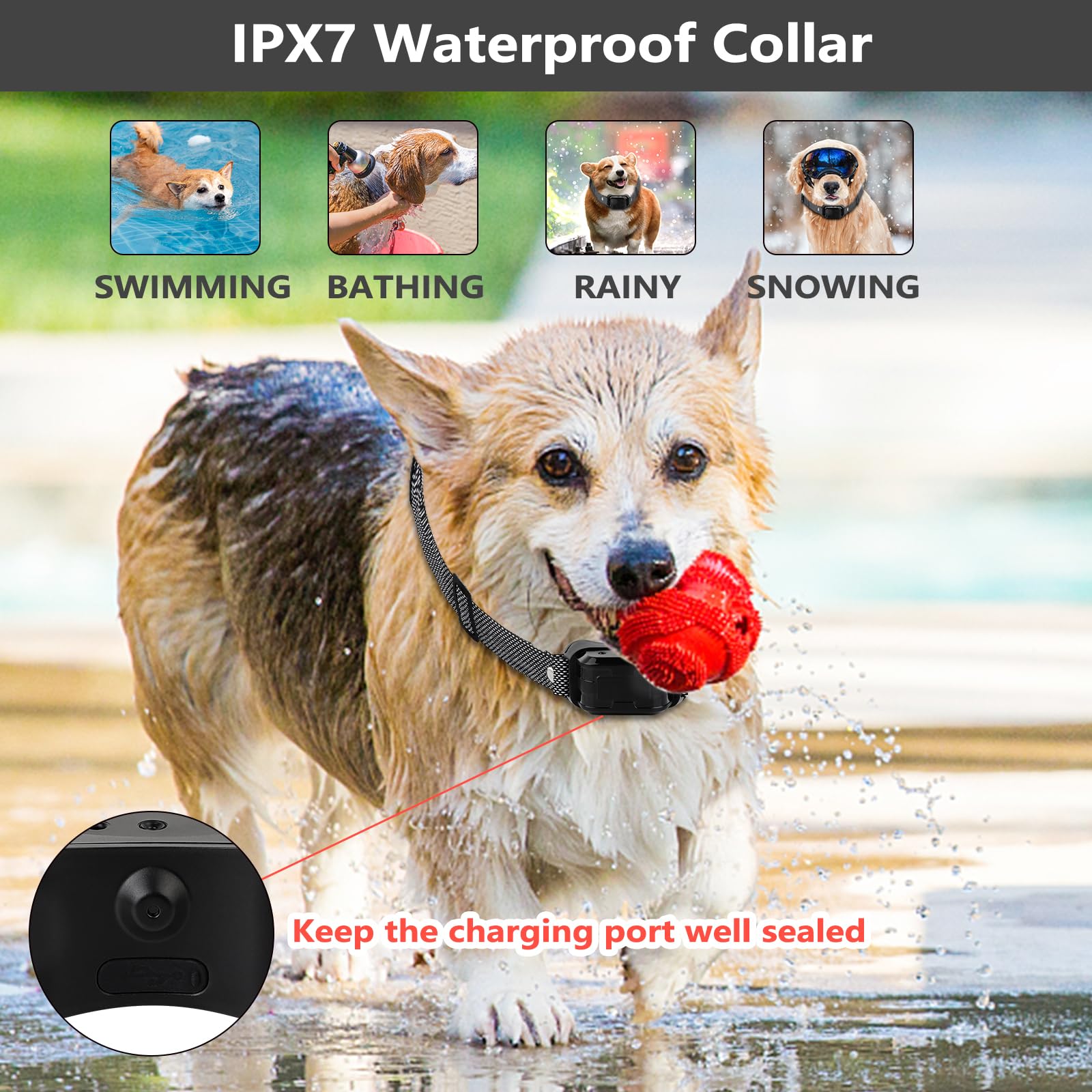 SUPERNIGHT park training with remote collar supports steady progress in open spaces