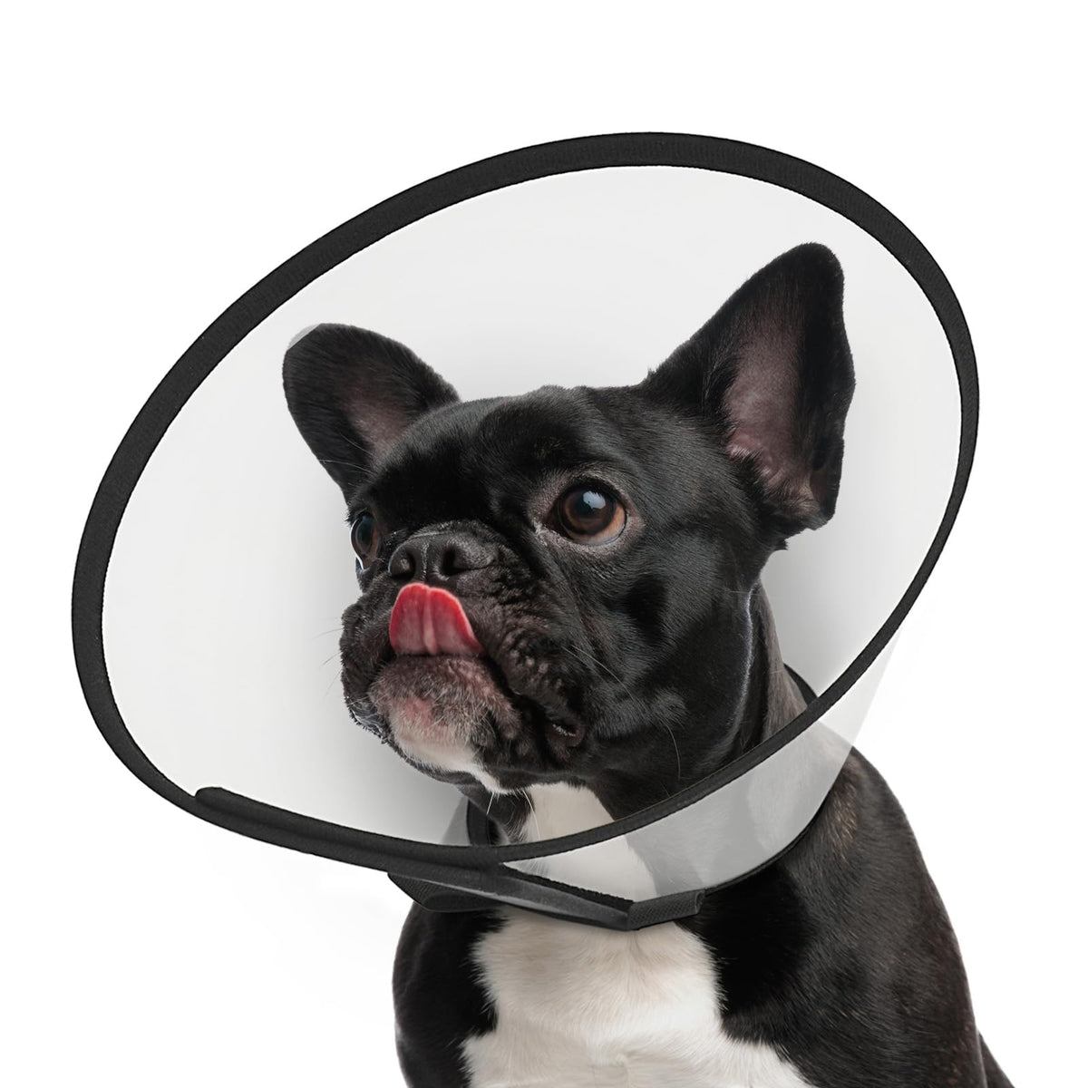 Supet dog cone collar on a small dog with adjustable neck strap for a secure fit.