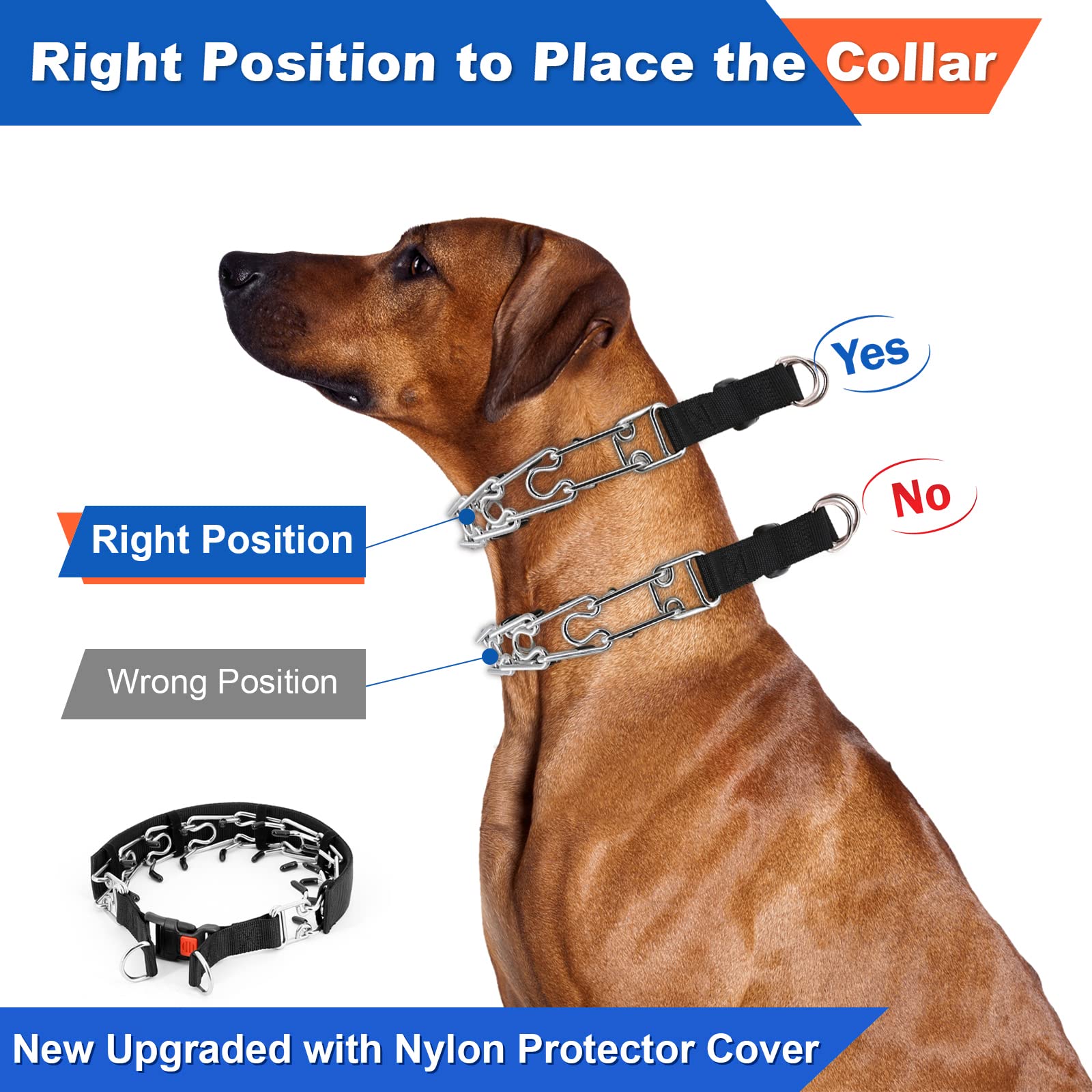 Supet prong collar used during a controlled walking session.