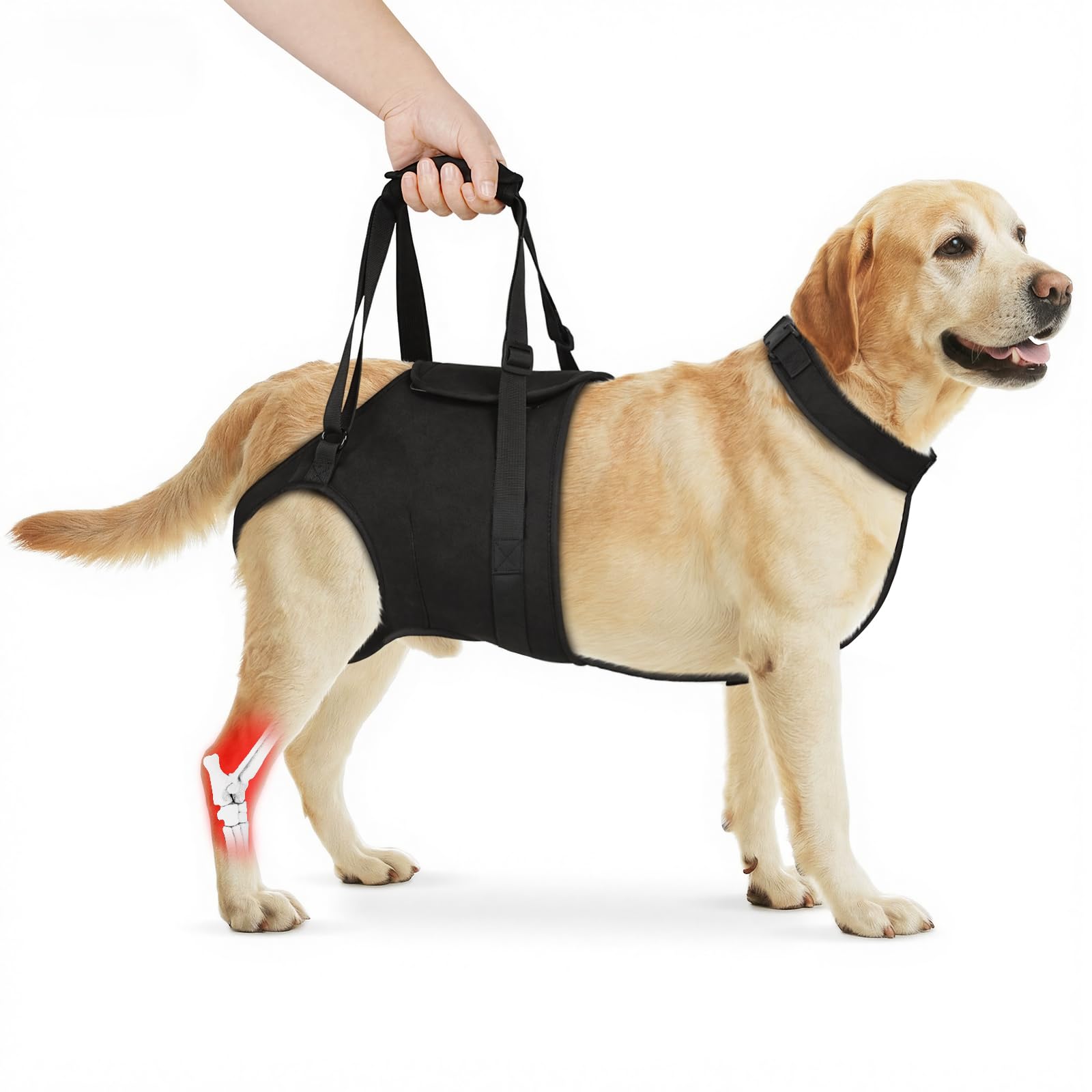 Supet dog sling hind-leg support belt securely lifts large dogs.