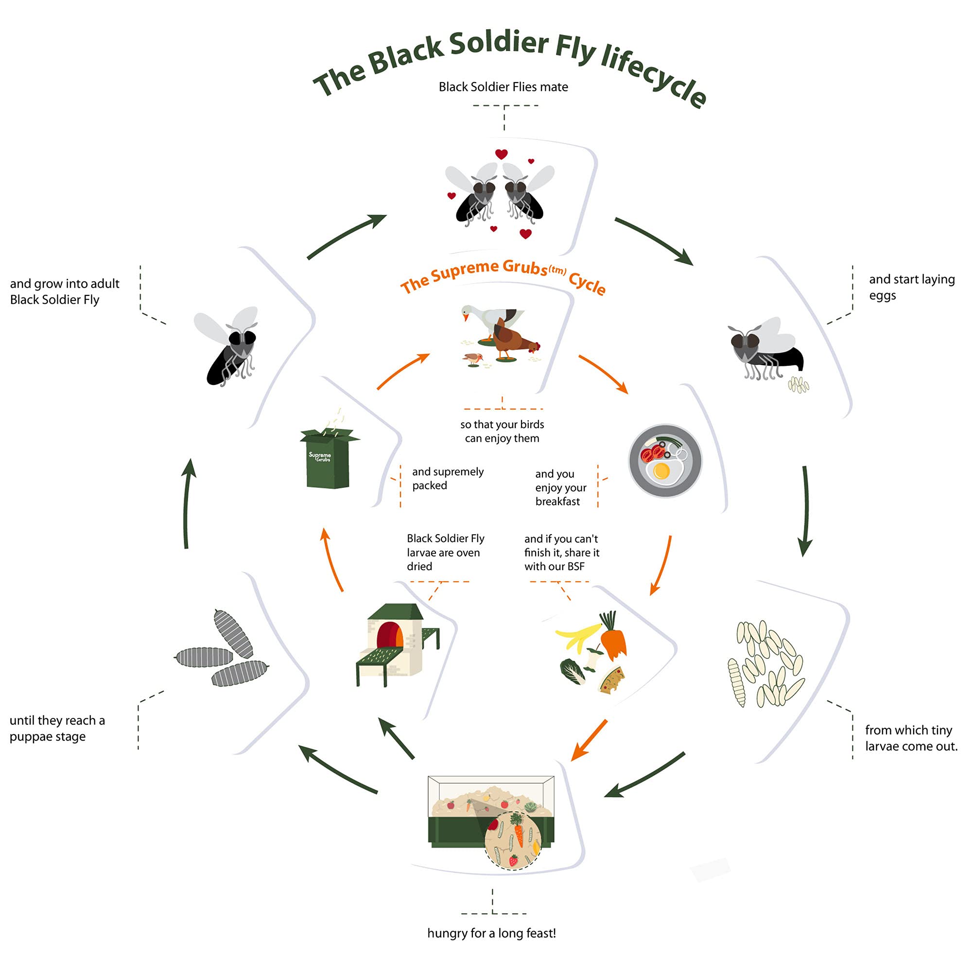 Supreme Grubs fiber and amino acids for feathers; promotes vibrant plumage in chickens