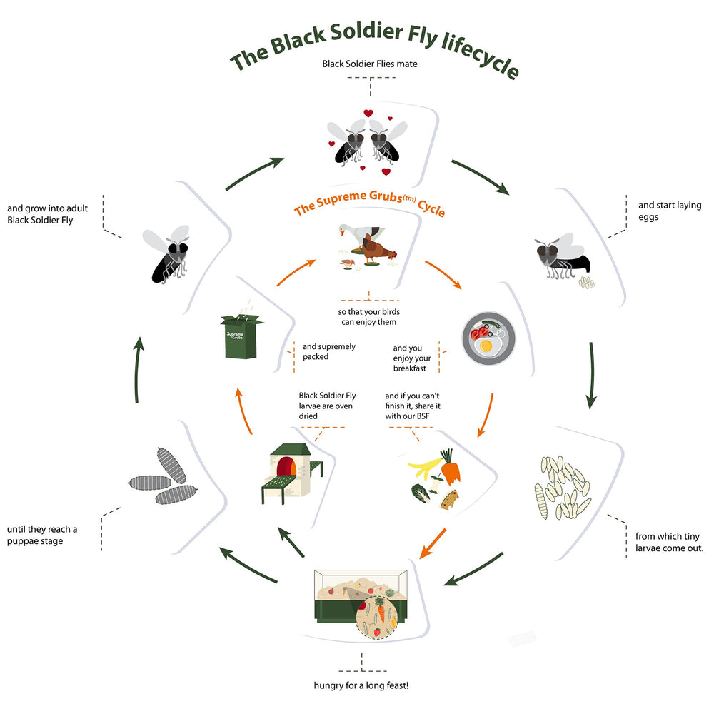 Supreme Grubs fiber and amino acids for feathers; promotes vibrant plumage in chickens