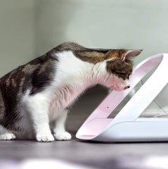 SureFlap SureFeed feeder dispensing the correct portion for a pet