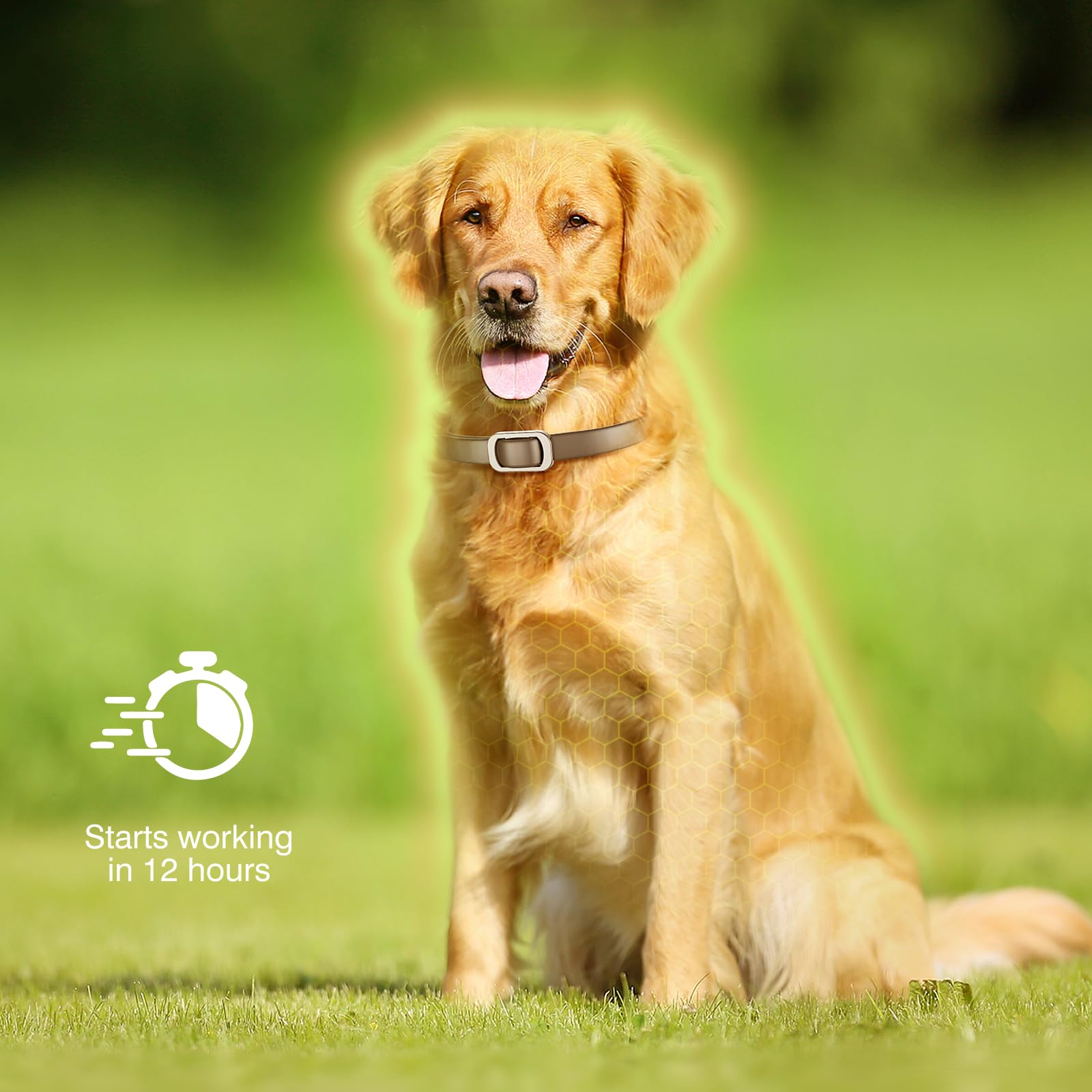 SweetEcho adjustable flea collar for all dog sizes, comfort during play.