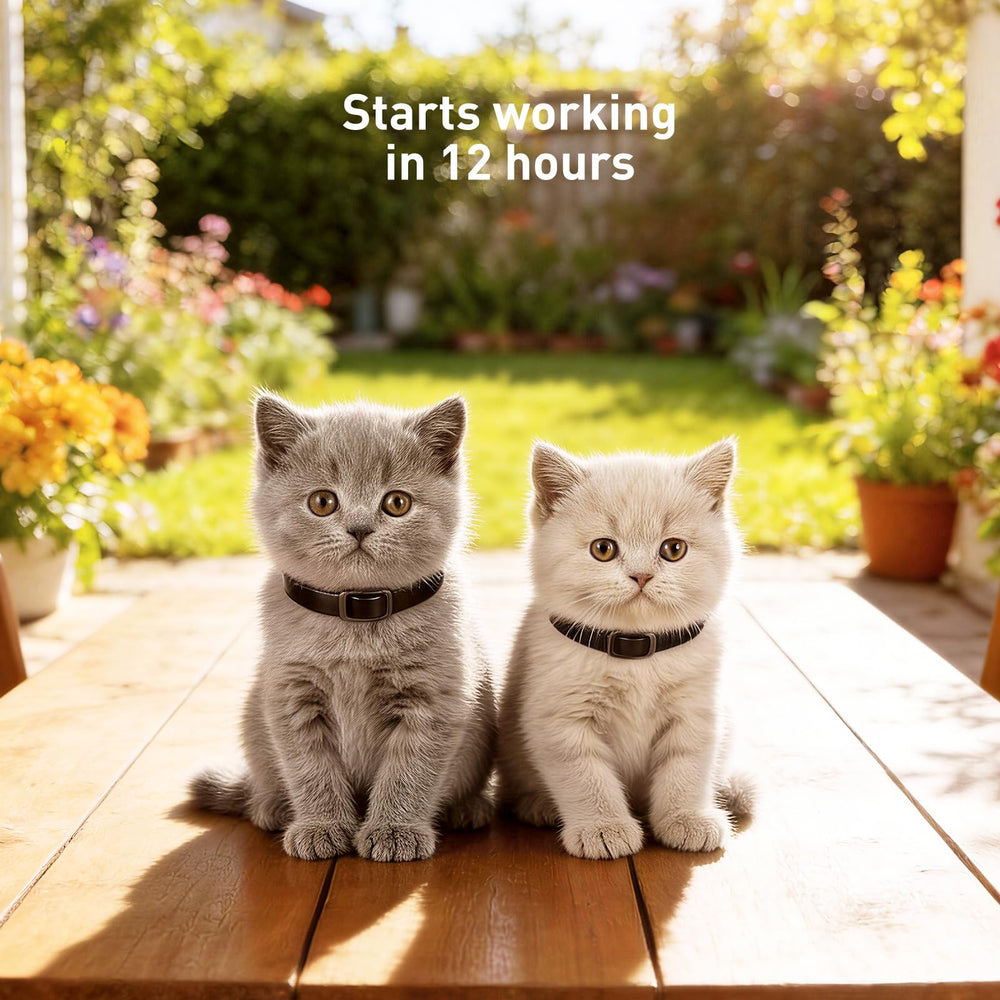 Gently adjustable buckle and smooth edges on the SweetEcho collar for cat comfort.