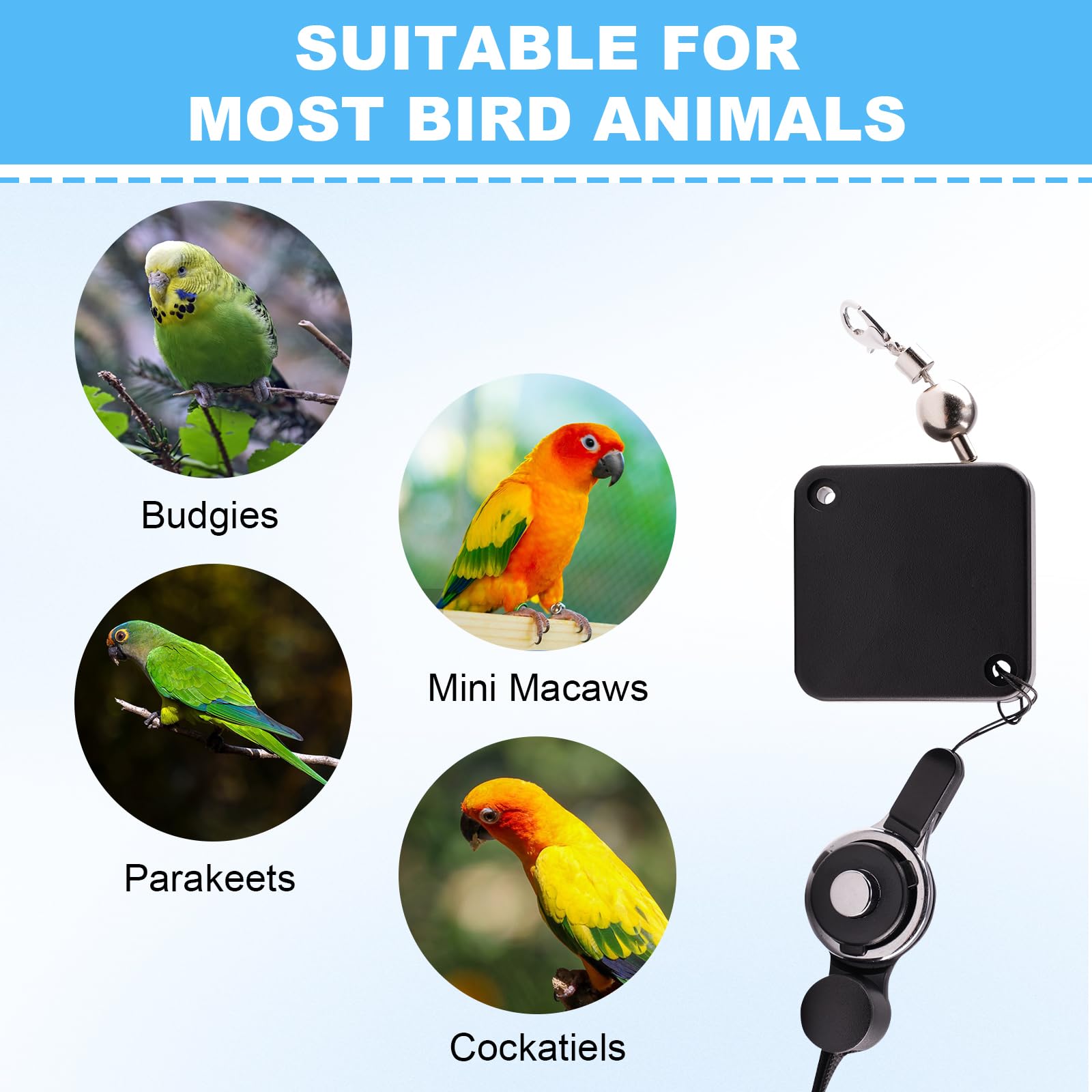 Swirge bird-leash kit supports budgerigar, cockatiel, and other small parrots.