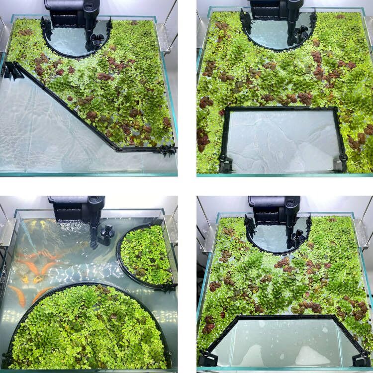 Switior easy-install suction cup setup securing the corral to the aquarium wall.