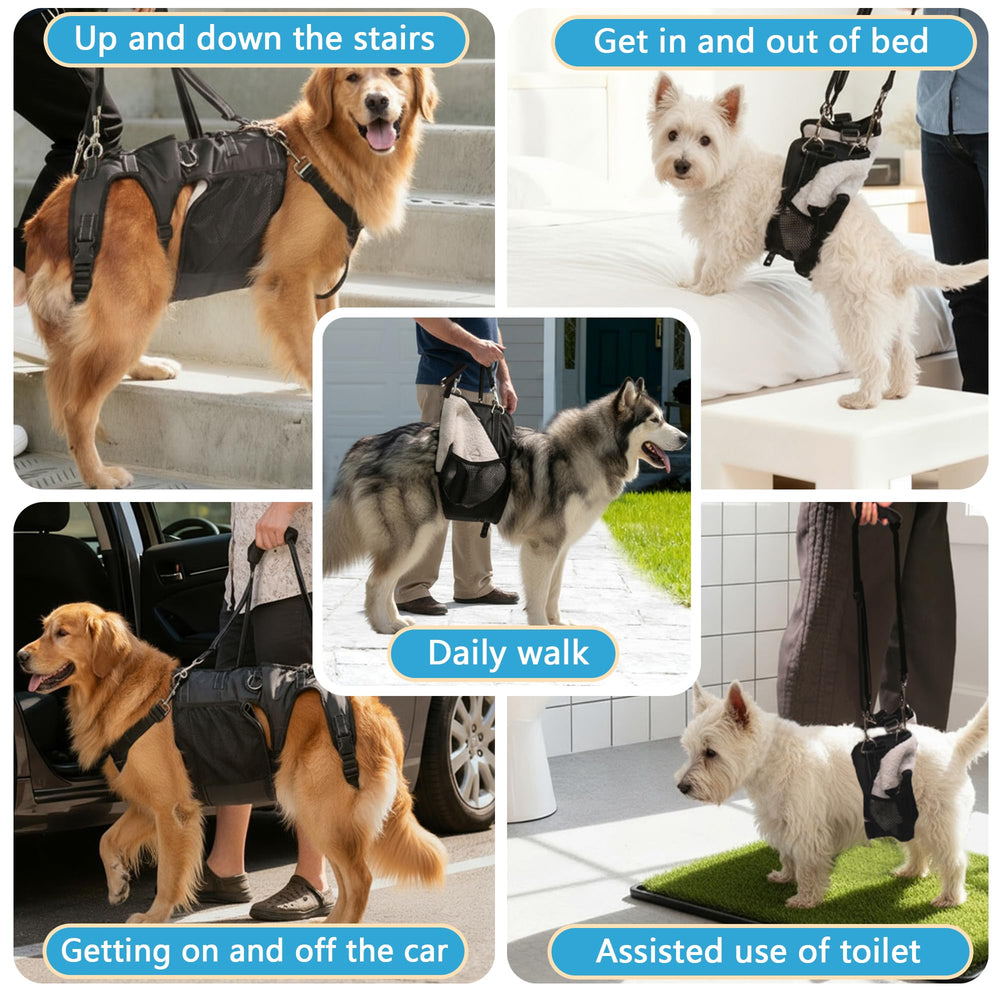 Machine-washable sling supports aging or injured dogs through daily activity