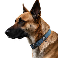 Tacwild tactical collar with quick-release buckle for easy on/off