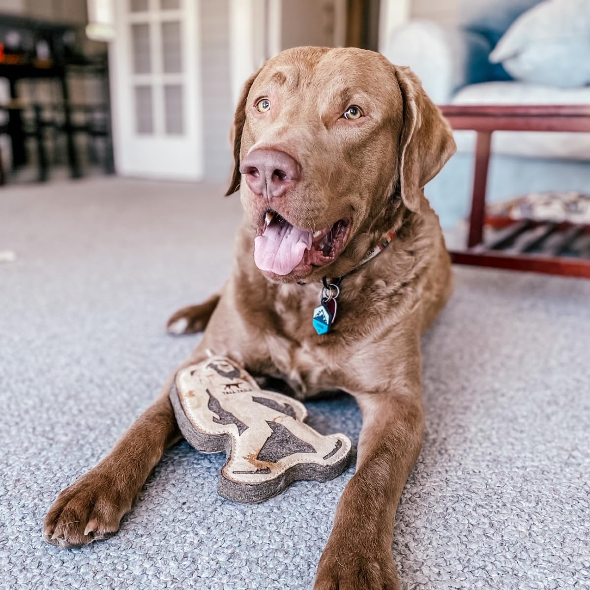 Tall Tails Big Jr dog retrieving the toy outdoors
