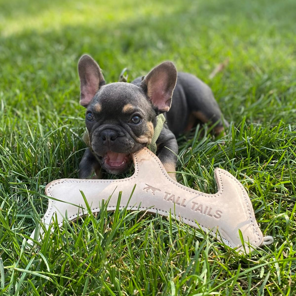 Tall Tails leather antler fetch toy, packaging image ready for purchase.