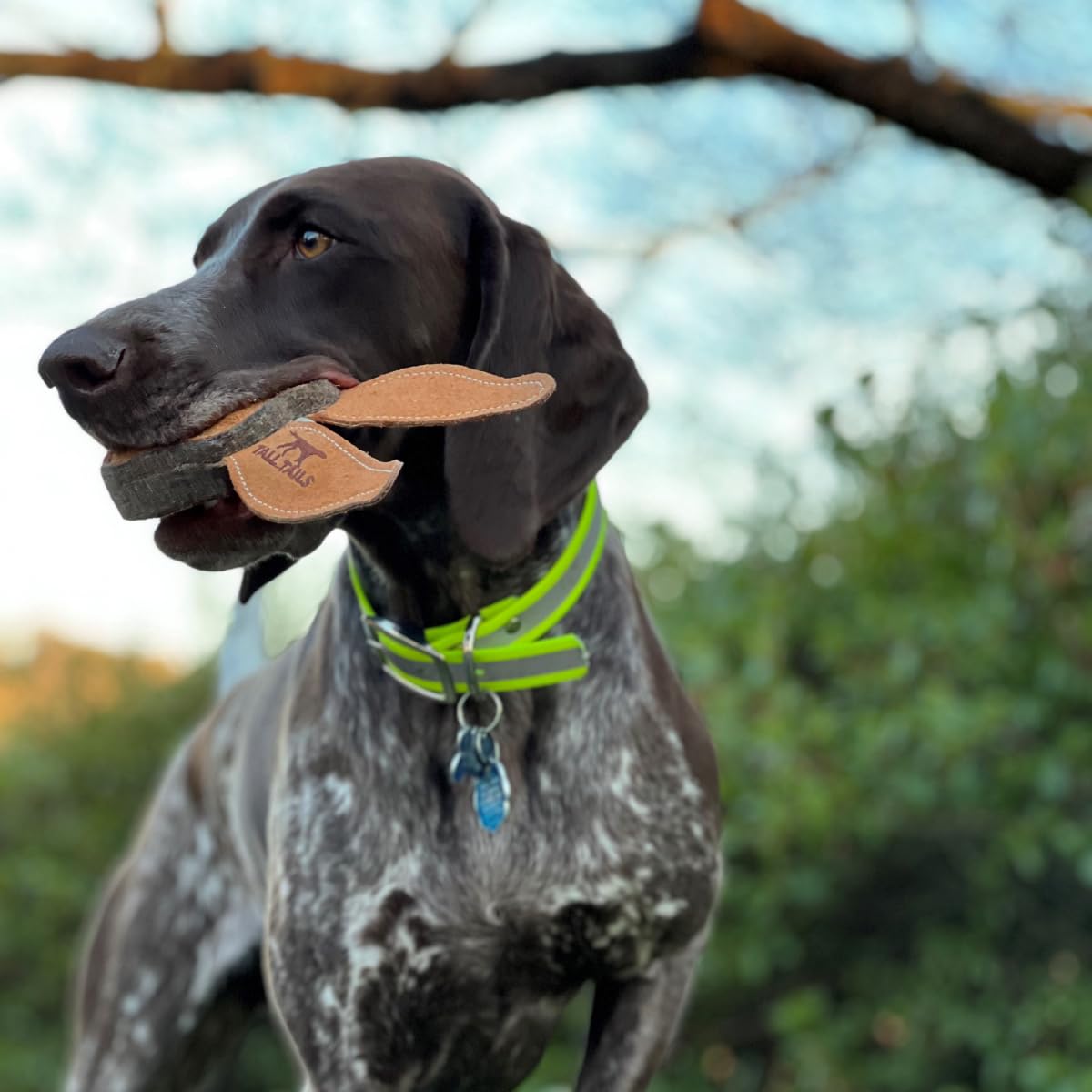 Tall Tails small-dog fetch action showcases ideal size for gentle retrieves.