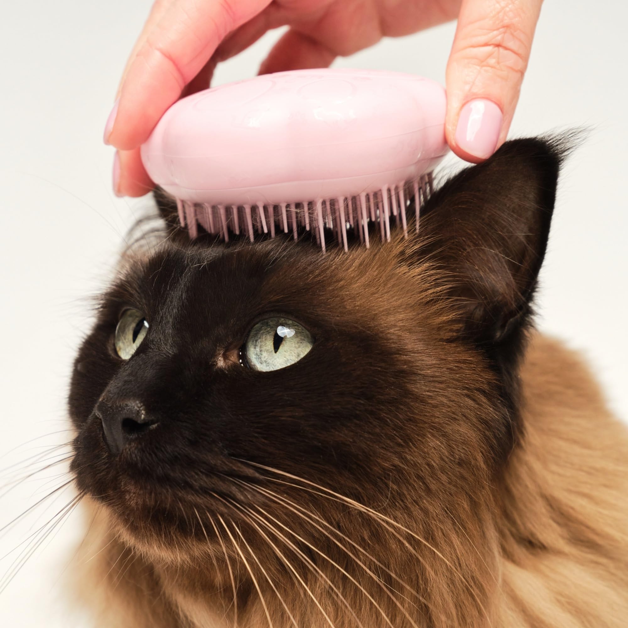 Tangle Teezer Cat Brush reaches undercoat for thorough cleaning without tugging.