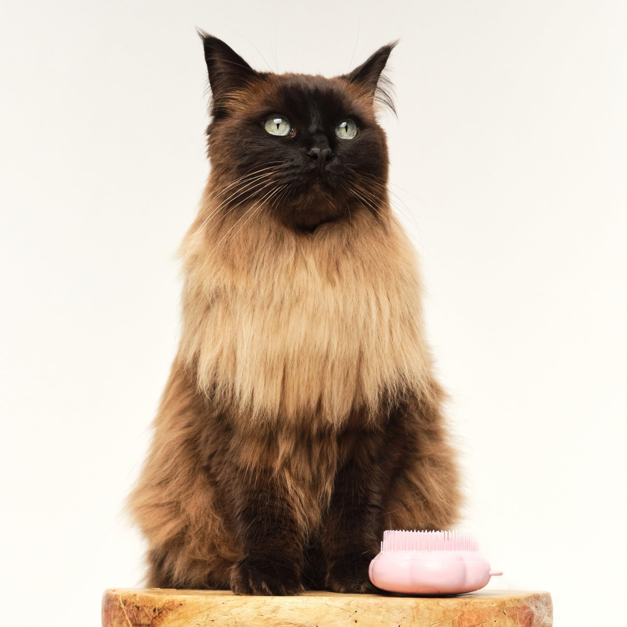 Tangle Teezer Cat Brush is easy to clean with warm water after brushing.
