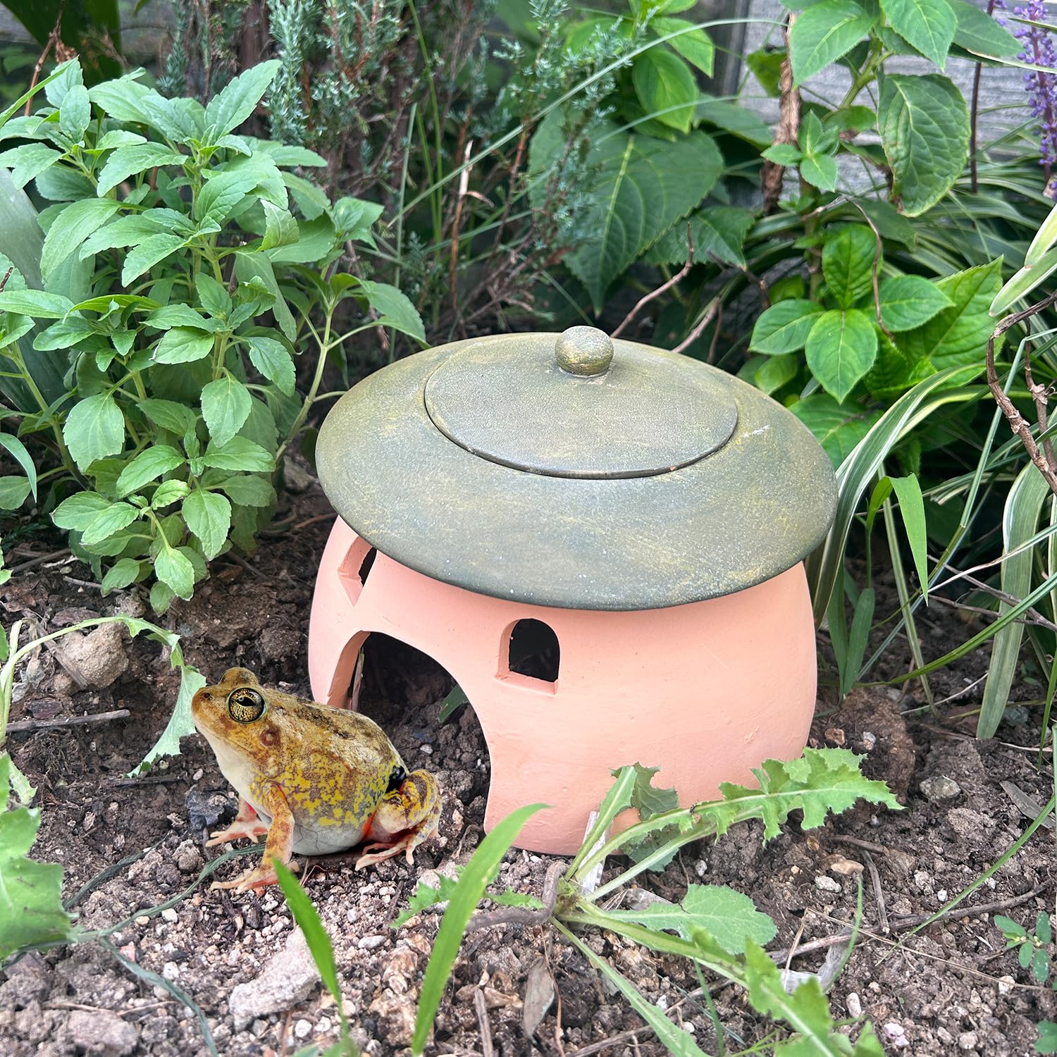 Tbpro terracotta habitat: durable, waterproof pottery for year-round use.