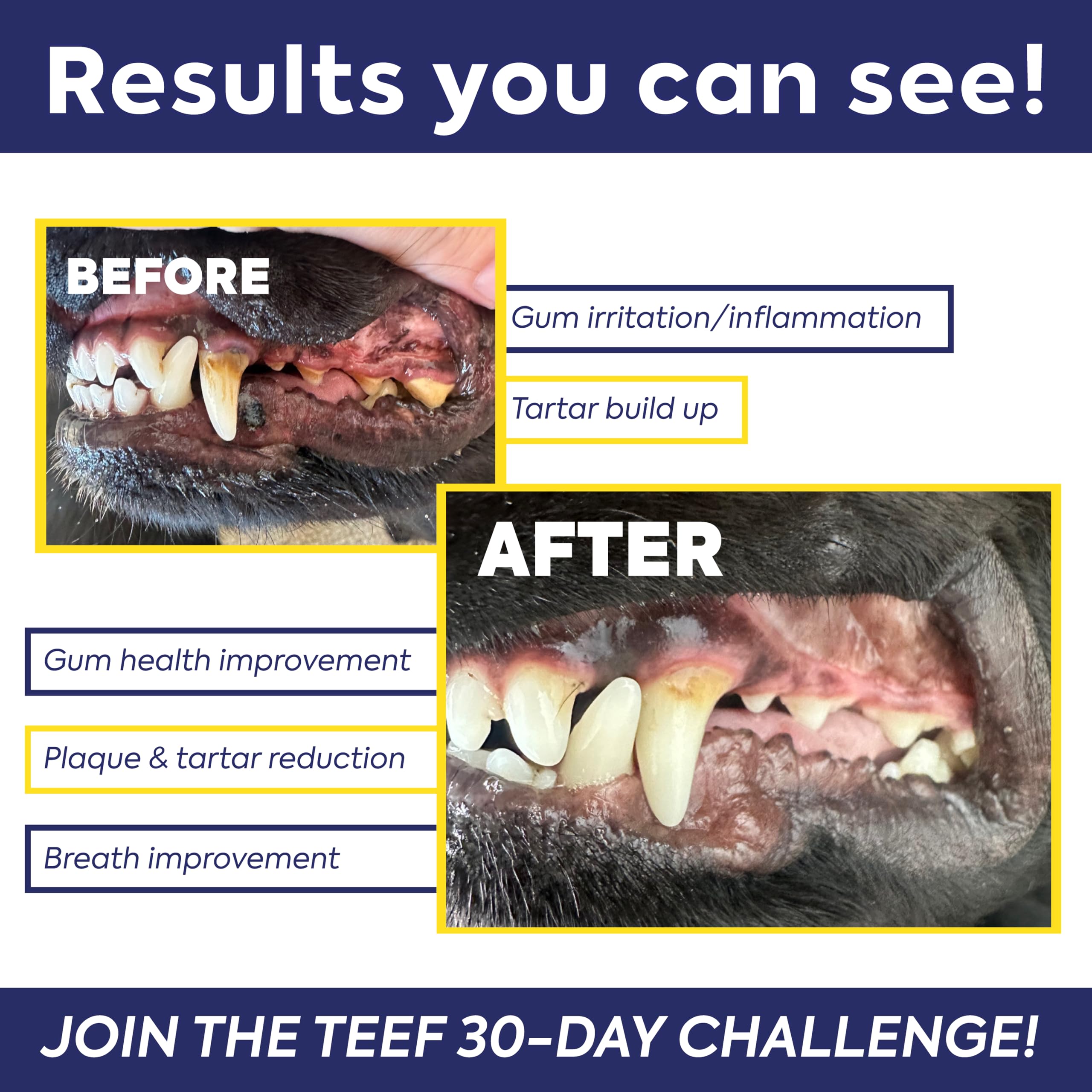 TEEF Protektin42K cat dental care with plant-derived formula