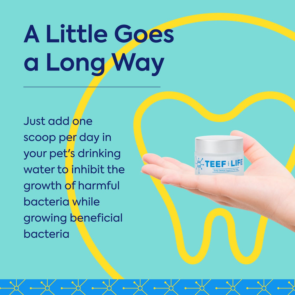 TEEF Protektin42K plant-derived ingredients highlight vegan, pet-safe formula