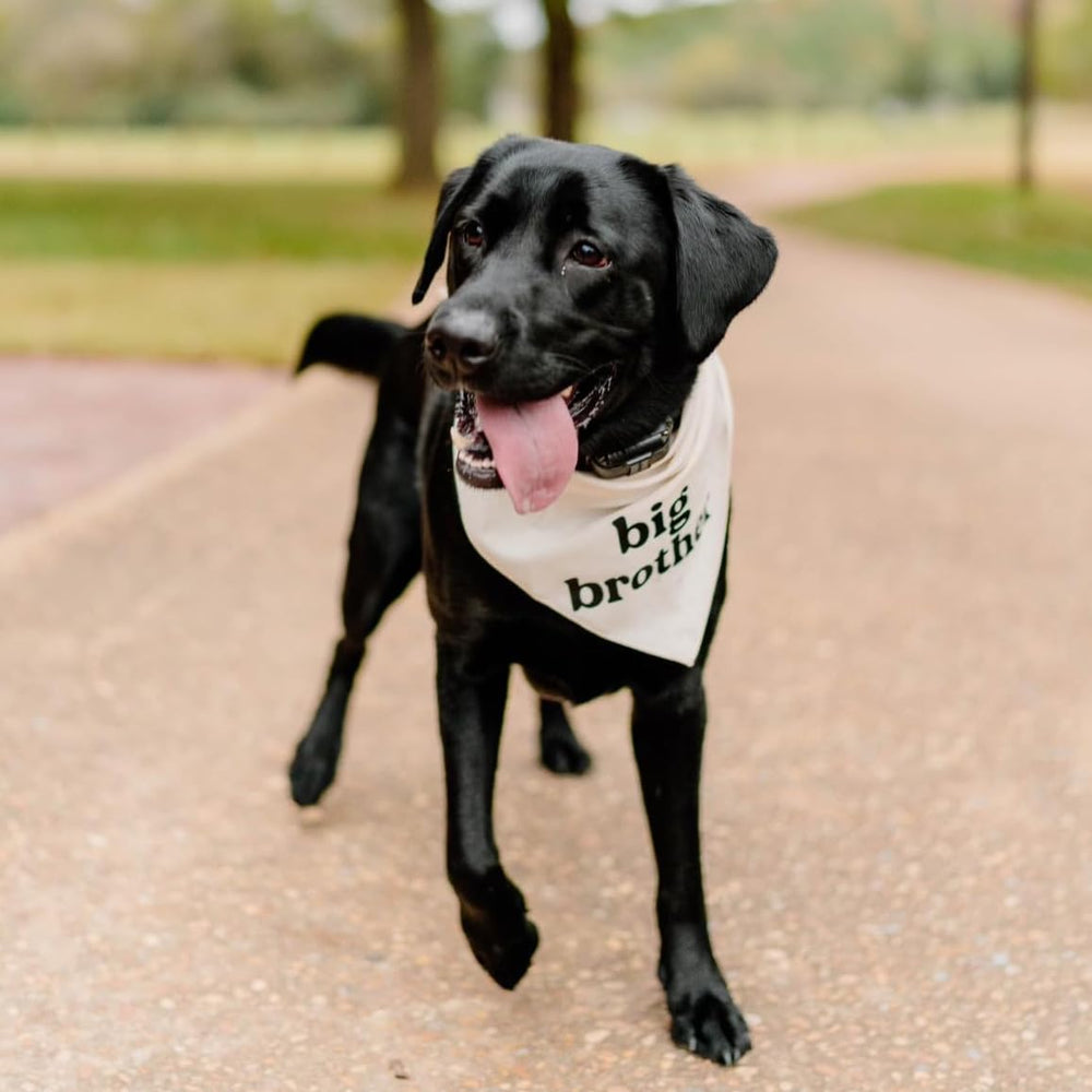 Tees and Tails dog-focused photoshoot accessory that elevates pet portraits