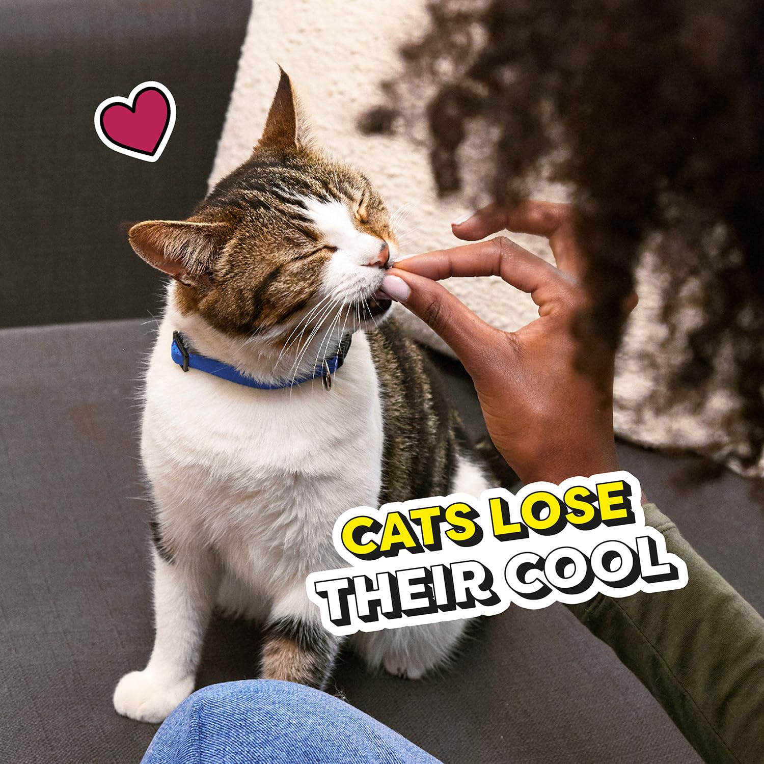 Temptations Cat treats as snack or topper for meals.