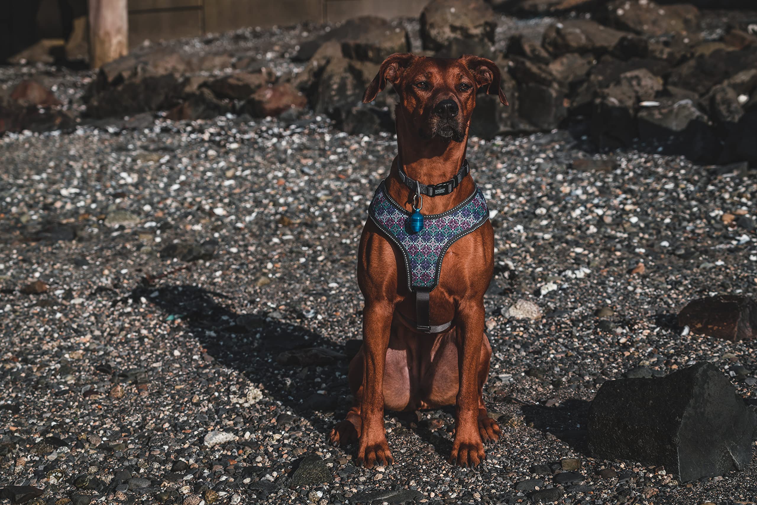 Terrain D.O.G. motion-activated light for hands-free dark-trail visibility.