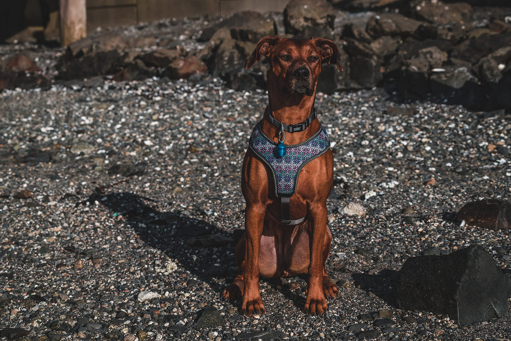 Terrain D.O.G. motion-activated light for hands-free dark-trail visibility.
