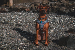 Terrain D.O.G. motion-activated light for hands-free dark-trail visibility.