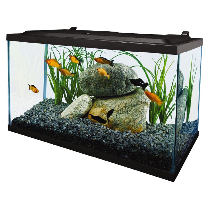 Tetra 10-gallon glass tank seen from the side for clear observation.