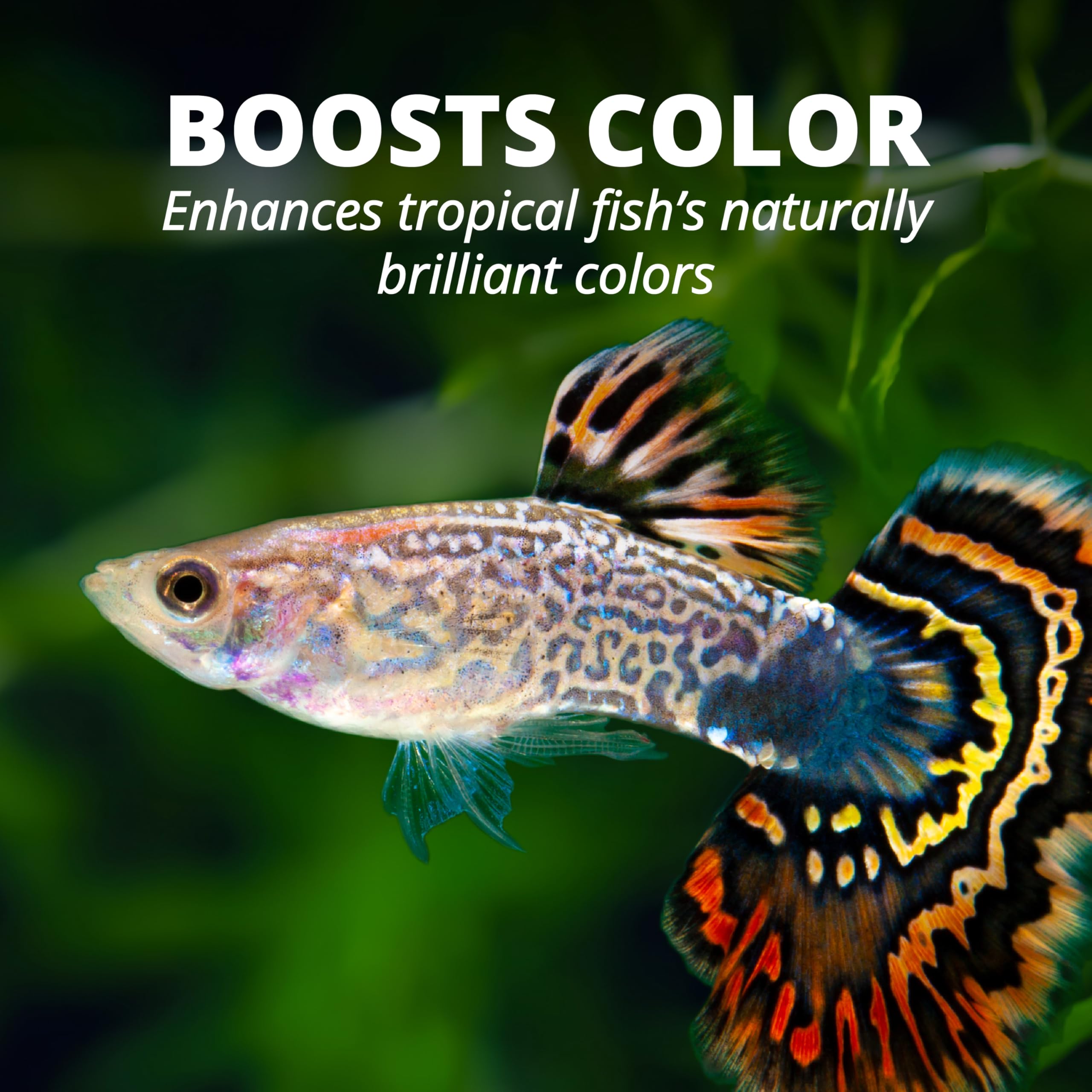 Colorful tropical fish ready to feed with TetraColor Tropical Flakes in the tank.