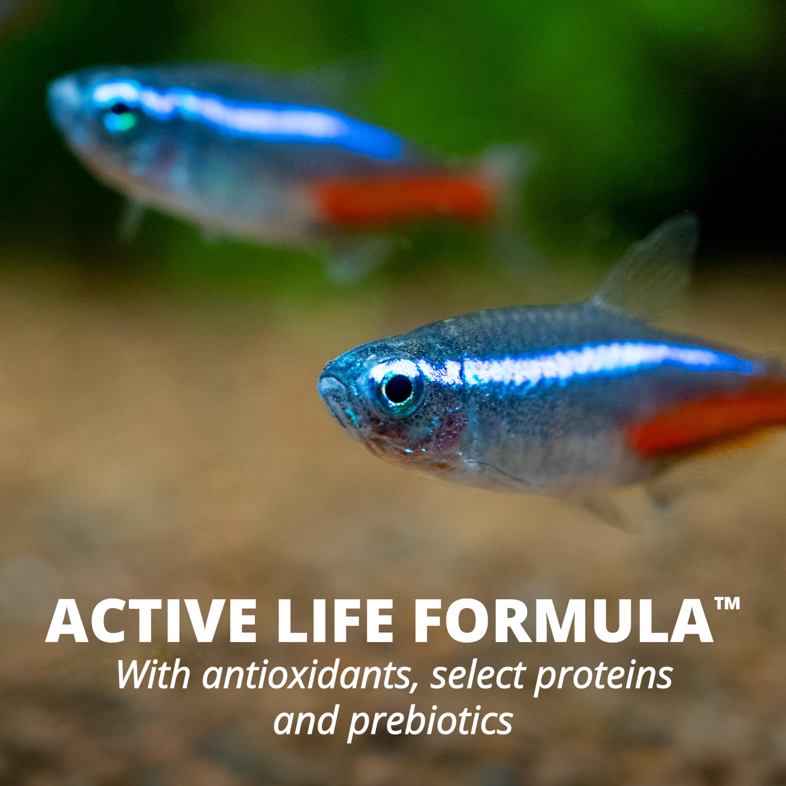 Healthy tropical fish feeding on TetraColor Tropical Flakes suggests balanced nutrition.