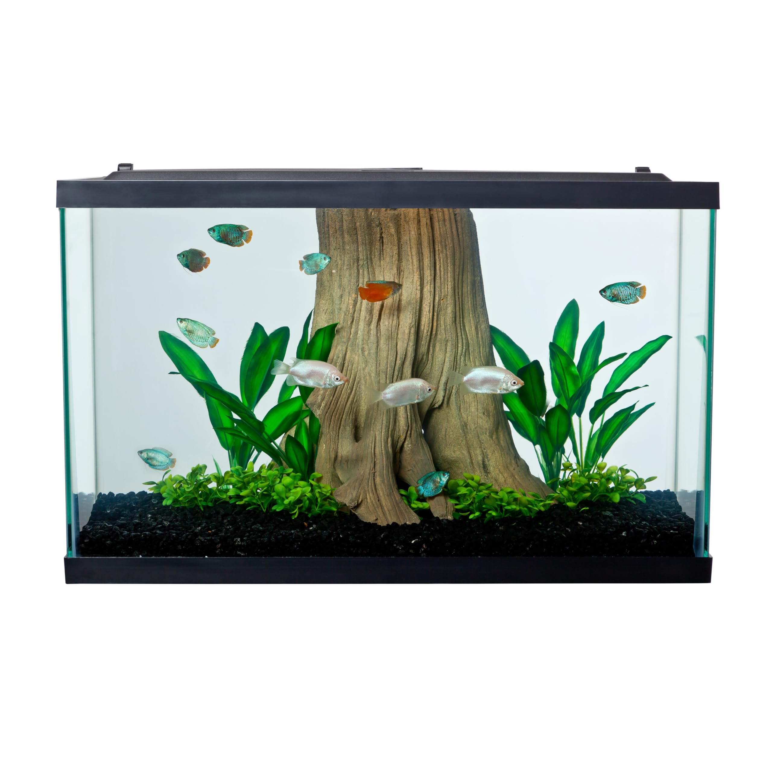 Tetra Glass Aquarium 29-gallon dimensions label helps plan space in your room