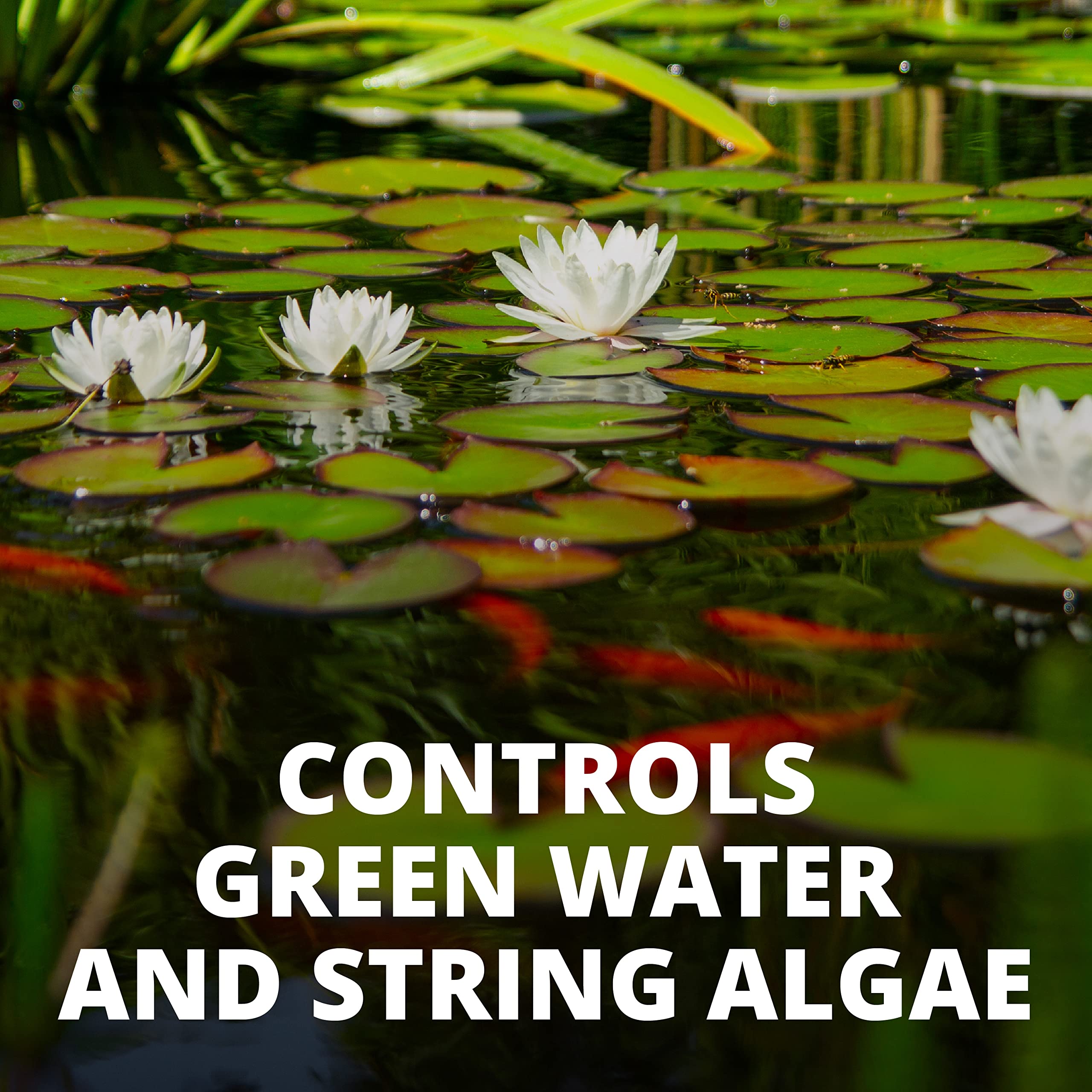 Removing dead algae after treatment with pond net