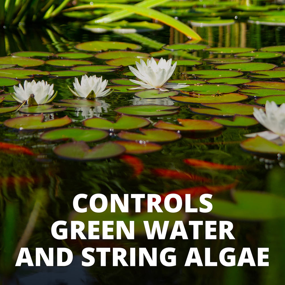 Removing dead algae after treatment with pond net