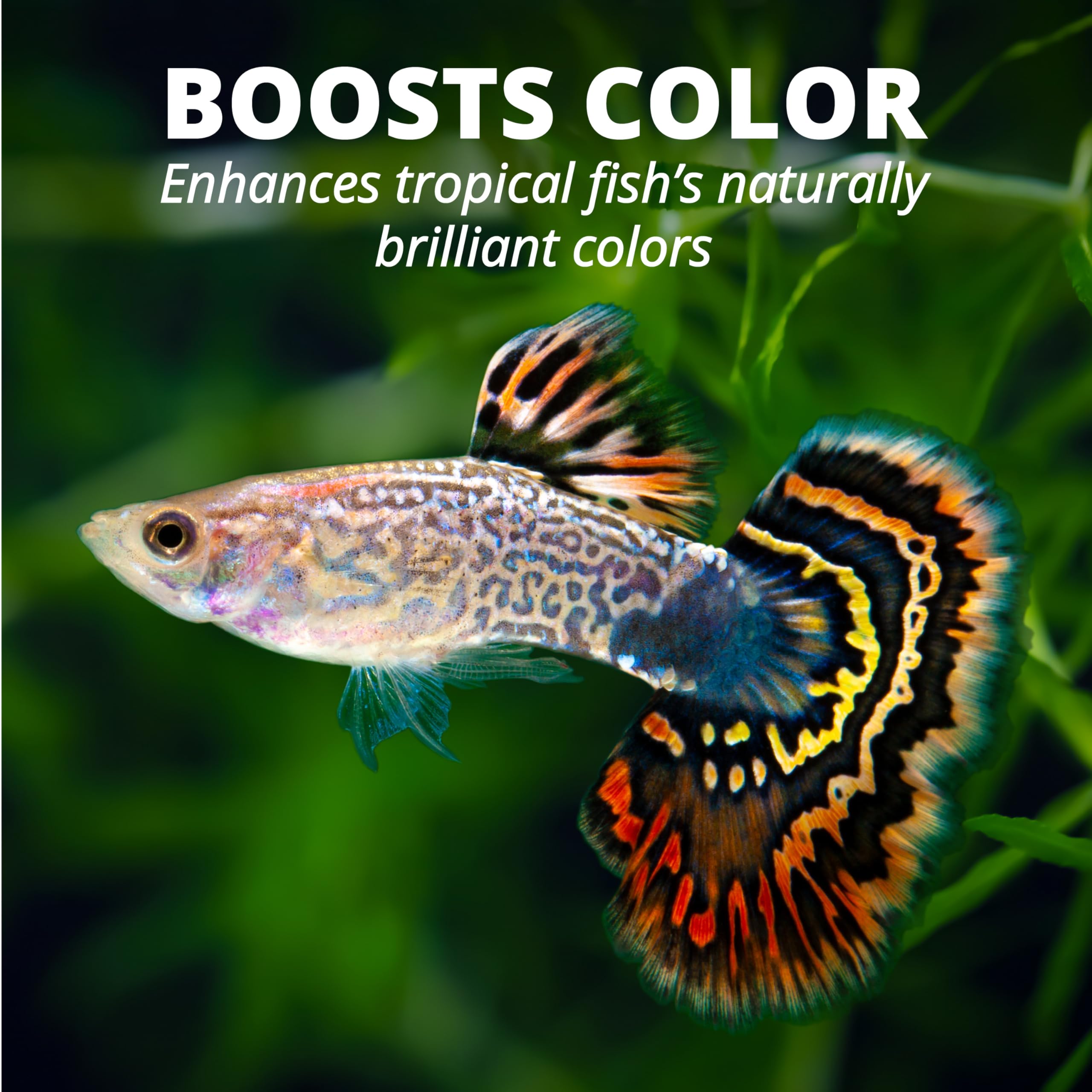TetraPro Tropical Color Crisps support a clear-water aquarium when fed as directed.
