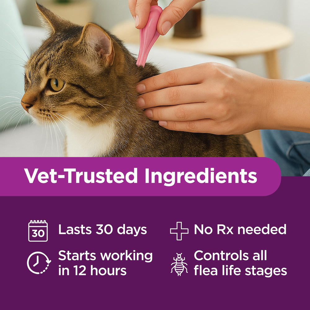 TevraPet Actispot II applied to a cat’s neck for easy administration.