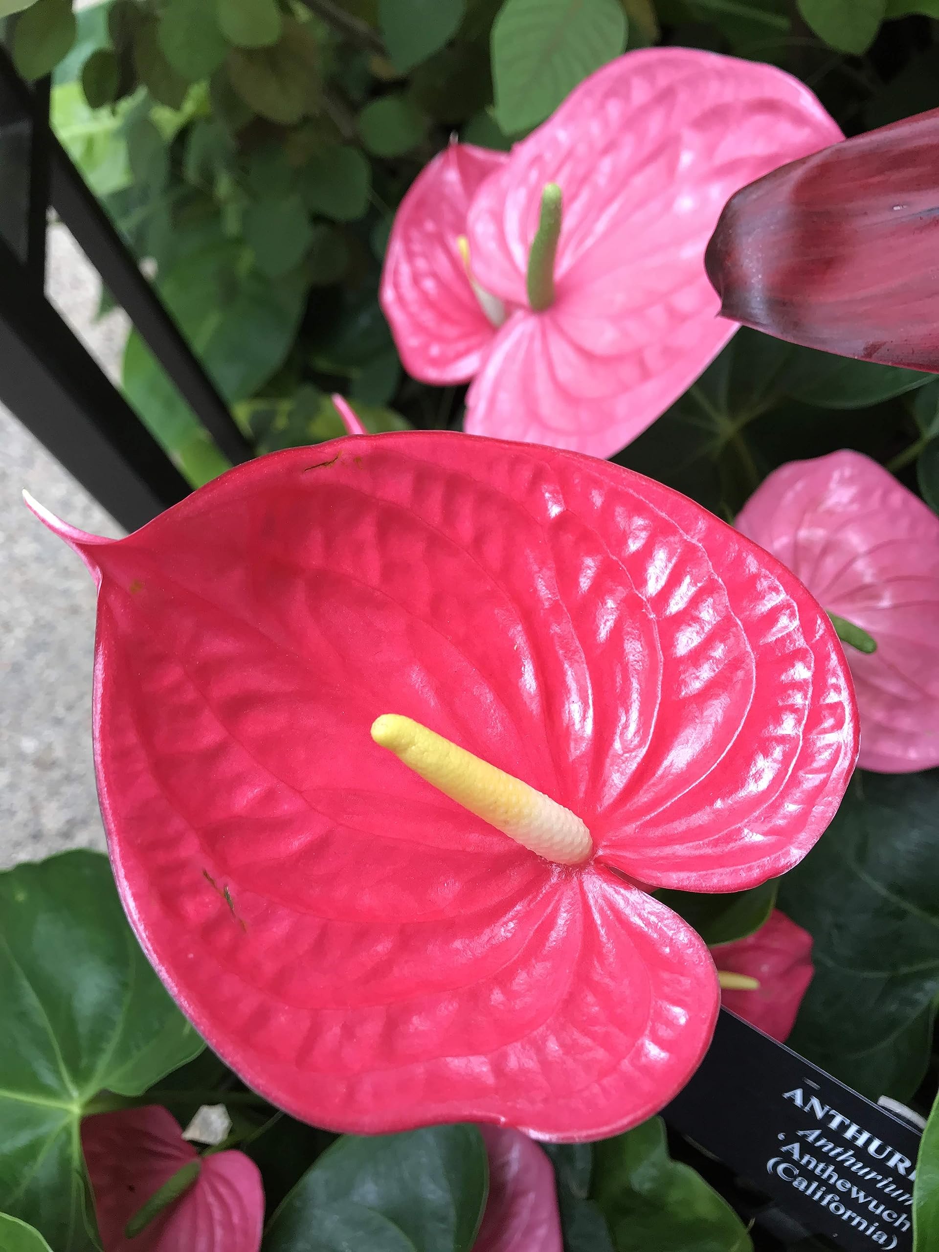 Tezula Plants moisture-control fiber locks in moisture while allowing essential air flow.