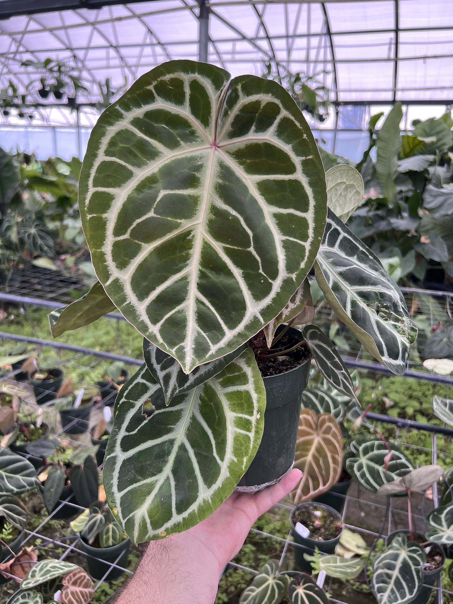 Tezula Plants New Zealand tree fern is softer and more porous for plant growth.