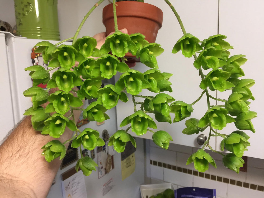 Tezula Plants orchid-friendly substrate promotes stable root environments with debris-free consistency.