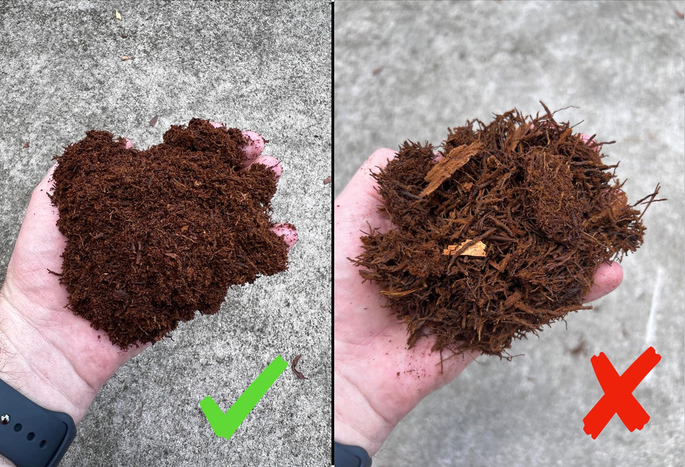 Tezula Plants soft fluffy texture showing airy tree fern fibers around roots.